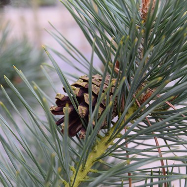 Pinus sylvestris (Bonsai 230 litre 200-250 cm Specimen 1)